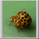 Thea vigintiduopunctata - Zweiundzwanzigpunkt 09.jpg